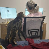 Photo of Kovu *9 Lives Project Rescue*
