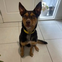 Photo of Biscuit