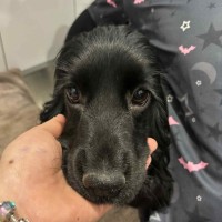 Photo of Ember