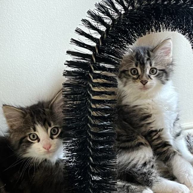 Photo of Clover & Charlie 🌺💙