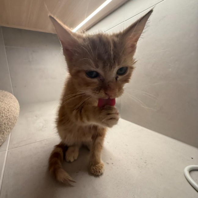 Photo of *Pending Adoption* Sylvie Jane