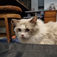 Photo of Lunar