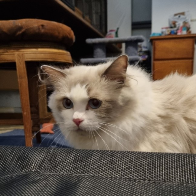 Photo of Lunar