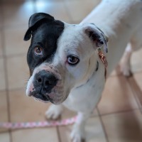 Photo of Percy