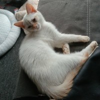 Photo of Ginger Snaps *9 Lives Project Rescue*