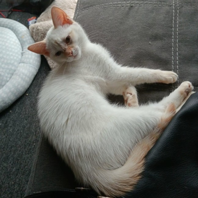 Photo of Ginger Snaps *9 Lives Project Rescue*