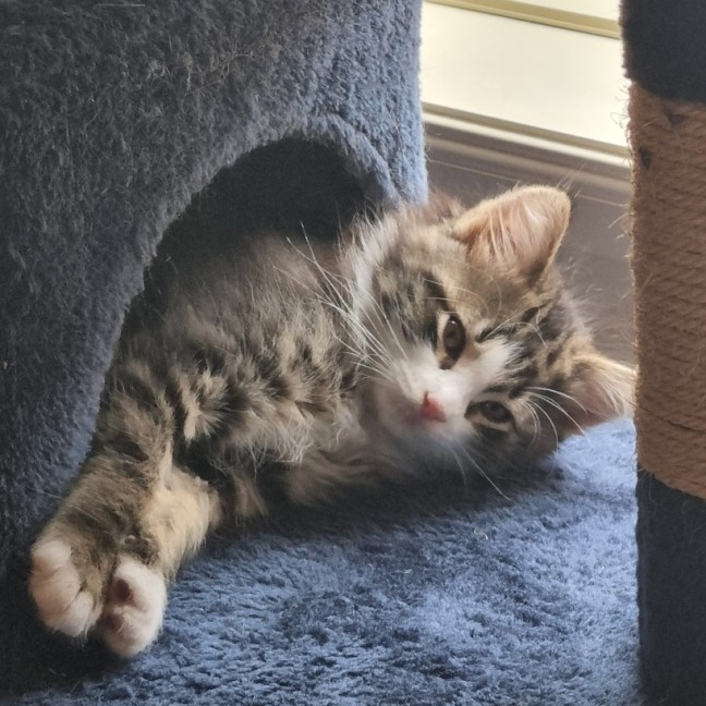 Photo of Clover & Charlie 🌺💙