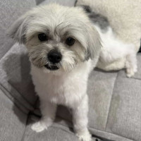 Photo of Tin Tin