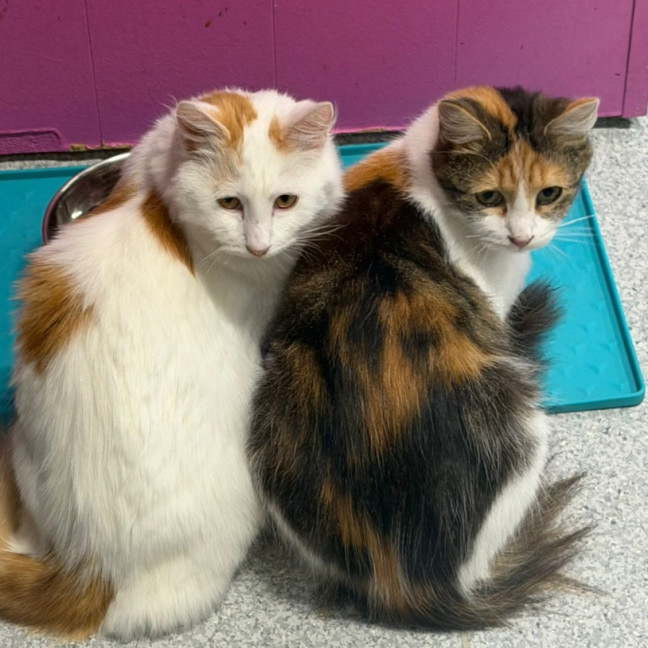 Photo of Bubble & Squeak