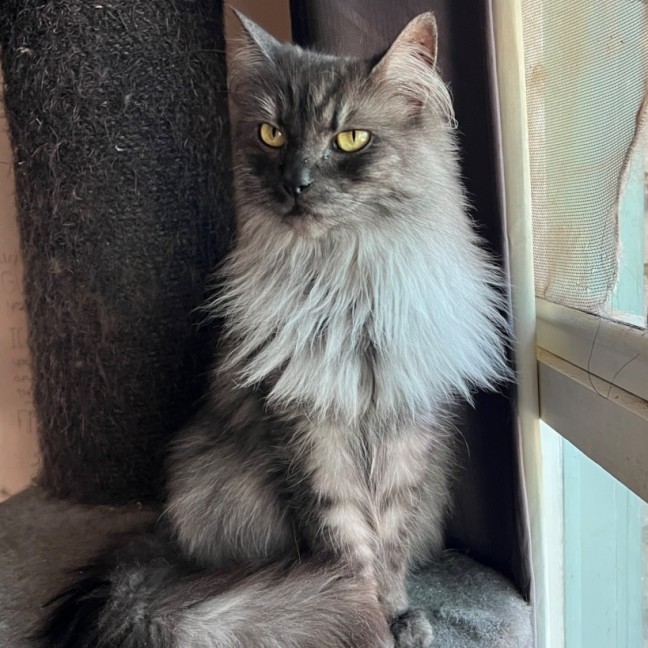 Photo of Smokey   Can Assist With Transporting To You