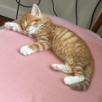 Photo of Bobby