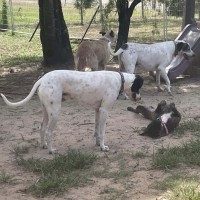 Photo of Narla