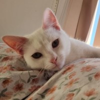 Photo of Finnick