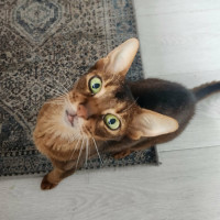 Photo of Holi 🌺🌈⭐️.  Assisted Rehome