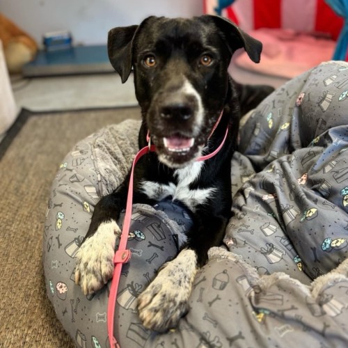 Mickey - Border Collie Dog