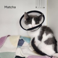 Photo of The Tea Kittens 