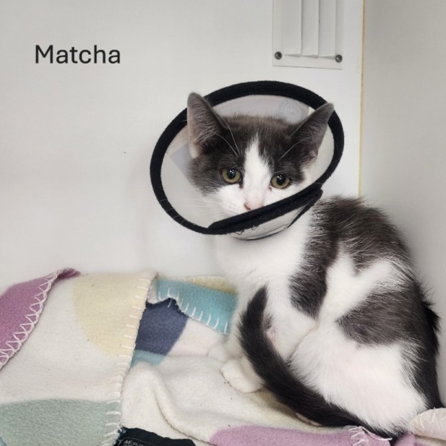 Photo of The Tea Kittens 