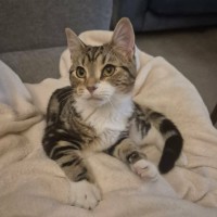 Photo of Bermuda *9 Lives Project Rescue*
