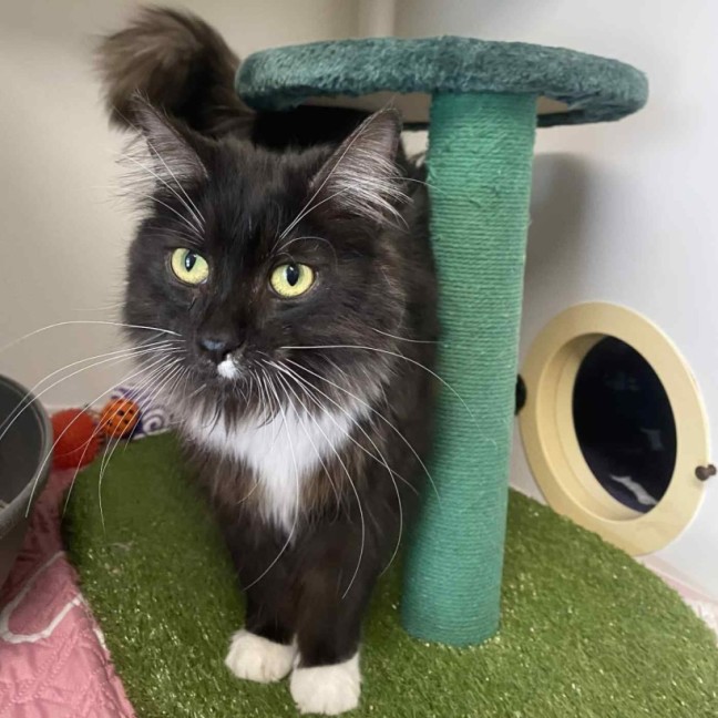 Photo of Chrysanthemum