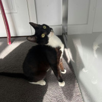 Photo of Squidette