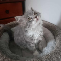 Photo of Tsunami 