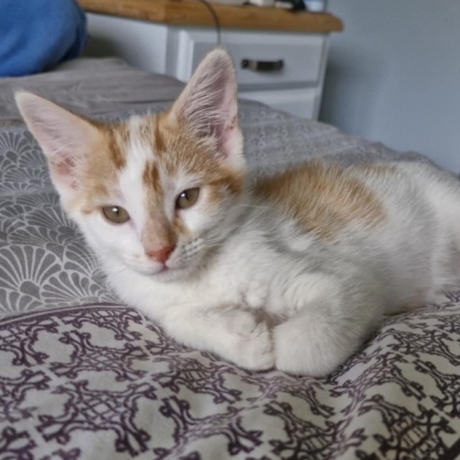 Photo of Narla 😻🐾