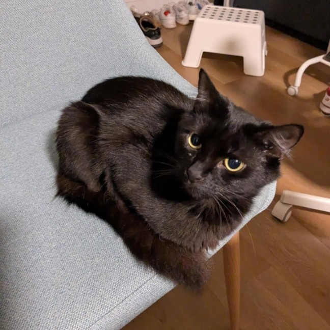 Photo of Perissa 