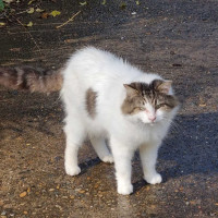 Photo of Aldo ** Needs A New Beginning **