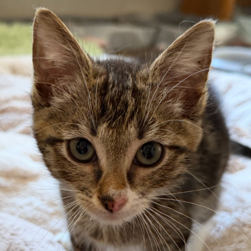 Hamilton - Domestic Short Hair (DSH) Cat