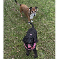 Photo of Nala 