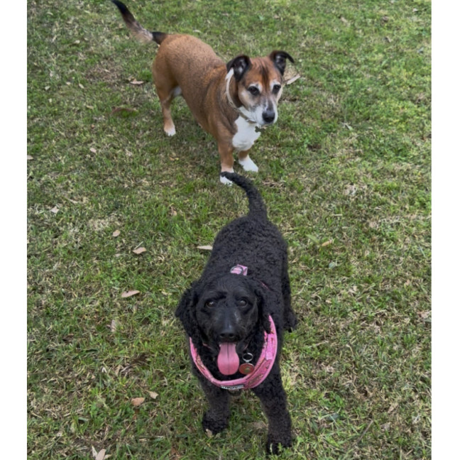 Photo of Nala 