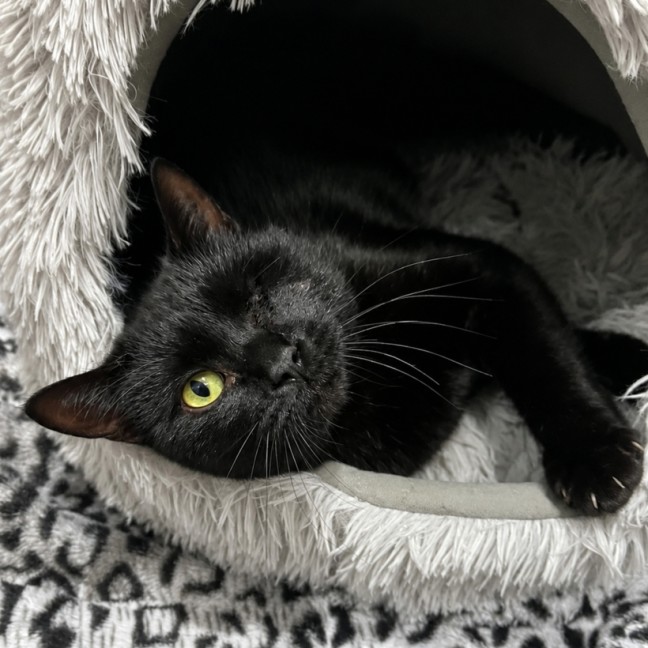 Photo of Bubba