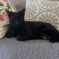 Photo of Mojo