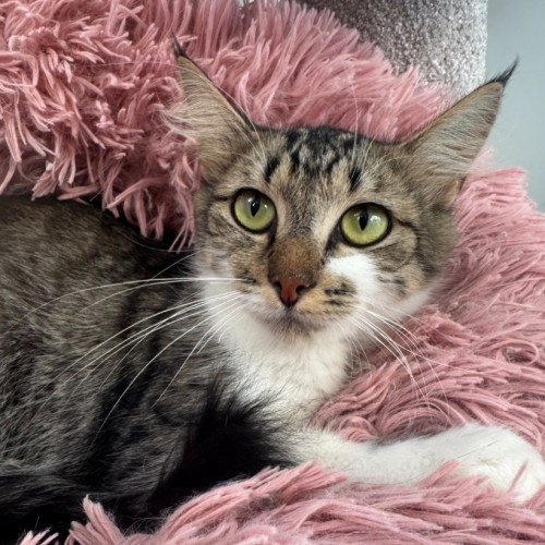 Whimsy - Domestic Medium Hair (DMH) Cat