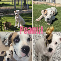 Photo of Peanut 
