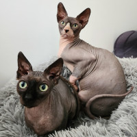 Photo of (Kat) Von D