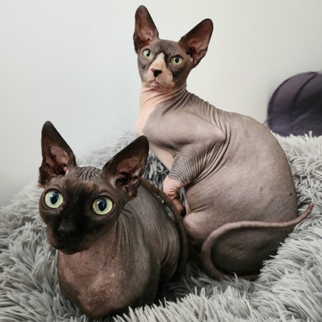 Photo of (Kat) Von D