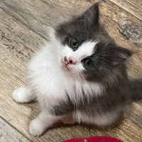 Photo of Dill Pickle