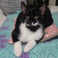 Photo of Alphie (Located In Wantirna South)