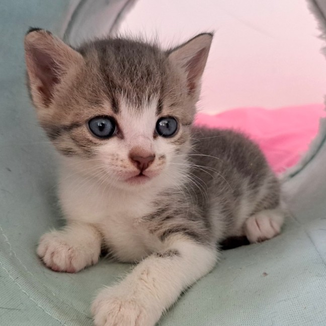 Photo of C1424 Daisy