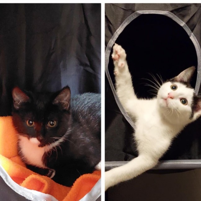 Photo of  Iris & Blossom