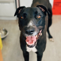 Photo of Maizy