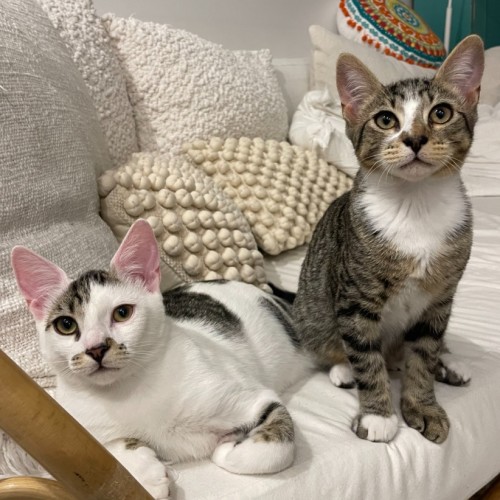 Jurel & Salmon - Domestic Short Hair (DSH) Cat