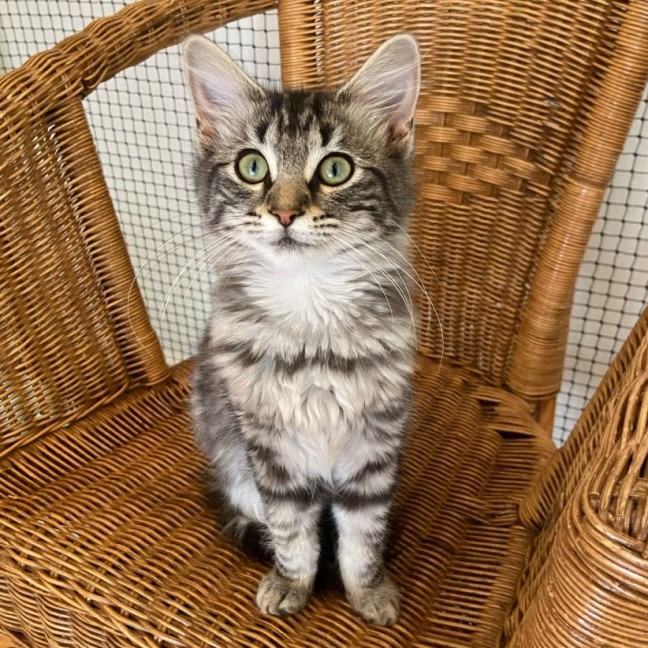 Photo of Stella ^^Dandy Cat Rescue^^