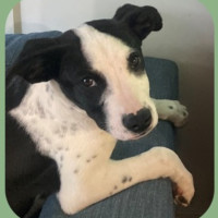 Photo of Badger