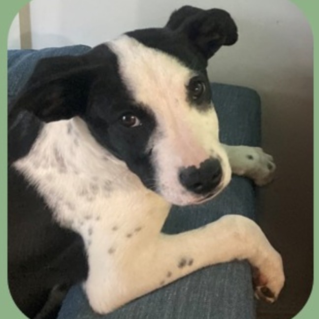 Photo of Badger