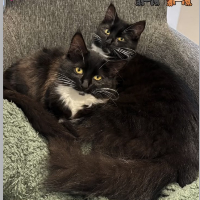 Photo of Sage & Rosemary 