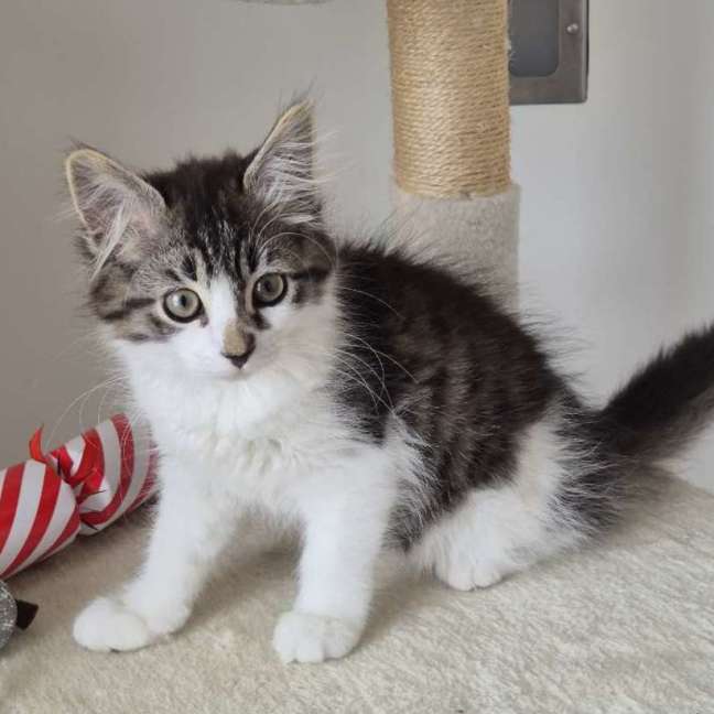 Photo of Tabby Kitten