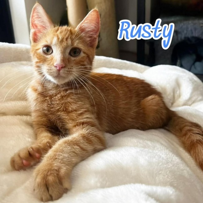 Photo of Rusty