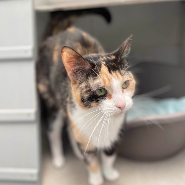 Photo of Athena